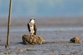 An Osprey dives perched on a rock